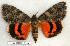 ( - 311-25-030805-AZ)  @14 [ ] Copyright (2008) Unspecified Research Collection of Robert J. Borth
