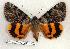  ( - 316-35-160604-AZ)  @14 [ ] Copyright (2008) Unspecified Research Collection of Robert J. Borth