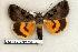  (Catocala whitneyi - 332-43-270796-WI)  @14 [ ] Copyright (2008) Unspecified Research Collection of Robert J. Borth