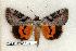  ( - 334-44-060506-FL)  @14 [ ] Copyright (2008) Unspecified Research Collection of Robert J. Borth