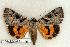  ( - 335-44-030605-FL)  @13 [ ] Copyright (2008) Unspecified Research Collection of Robert J. Borth