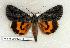  (Catocala grisatra - 344-75-270405-FL)  @14 [ ] Copyright (2008) Unspecified Research Collection of Robert J. Borth
