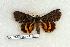 (Catocala connubialis - 347-77-000062-NJ)  @13 [ ] Copyright (2008) Unspecified Research Collection of Robert J. Borth