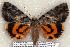  ( - 384-COI-06)  @14 [ ] Copyright (2008) Unspecified Research Collection of Robert J. Borth
