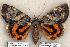  ( - 398-COI-06)  @15 [ ] Copyright (2008) Unspecified Research Collection of Robert J. Borth