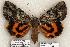  ( - 400-COI-06)  @14 [ ] Copyright (2008) Unspecified Research Collection of Robert J. Borth