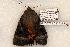  ( - 447-8772-020506-FL)  @13 [ ] Copyright (2008) Unspecified Research Collection of Robert J. Borth