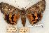  (Catocala consors - 450-8772-210576-TX)  @15 [ ] Copyright (2008) Unspecified Research Collection of Robert J. Borth