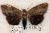  ( - 461-8783-130802-IN)  @13 [ ] Copyright (2008) Unspecified Research Collection of Robert J. Borth