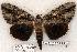  (Catocala flebilis - 465-8782-090802-KY)  @15 [ ] Copyright (2008) Unspecified Research Collection of Robert J. Borth