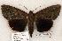  (Catocala obscura - 467-8784-160802-IN)  @15 [ ] Copyright (2008) Unspecified Research Collection of Robert J. Borth