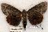  (Catocala residua - 468-8785-090802-KY)  @14 [ ] Copyright (2008) Unspecified Research Collection of Robert J. Borth