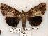  (Catocala atocala - 489-8787-030799-LA)  @14 [ ] Copyright (2008) Unspecified Research Collection of Robert J. Borth