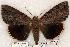  (Catocala agrippina - 490-8787-030799-LA)  @15 [ ] Copyright (2008) Unspecified Research Collection of Robert J. Borth