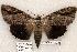  (Catocala maestosa - 497-8793-160802-IN)  @15 [ ] Copyright (2008) Unspecified Research Collection of Robert J. Borth