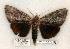 (Catocala insolabilis - 499-8791-170702-TN)  @15 [ ] Copyright (2008) Unspecified Research Collection of Robert J. Borth