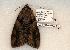  (Catocala vidua - 500-8792-150802-IN)  @13 [ ] Copyright (2008) Unspecified Research Collection of Robert J. Borth