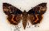  (Catocala nebulosa - 508-8796-110702-KY)  @15 [ ] Copyright (2008) Unspecified Research Collection of Robert J. Borth