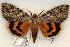  (Catocala subnata - 509-8797-090802-KY)  @15 [ ] Copyright (2008) Unspecified Research Collection of Robert J. Borth