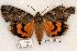  ( - 513-8799-310703-AZ)  @13 [ ] Copyright (2008) Unspecified Research Collection of Robert J. Borth
