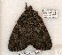  (Catocala ilia - 520-8801-240505-FL)  @13 [ ] Copyright (2008) Unspecified Research Collection of Robert J. Borth
