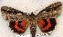  (Catocala marmorata - 525-8804-160802-IN)  @15 [ ] Copyright (2008) Unspecified Research Collection of Robert J. Borth