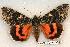  (Catocala californica - 531-8816-010678-CA)  @15 [ ] Copyright (2008) Unspecified Research Collection of Robert J. Borth