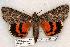  (Catocala meskei - 535-8822-060895-WI)  @14 [ ] Copyright (2008) Unspecified Research Collection of Robert J. Borth