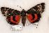  ( - 543-8818-030803-AZ)  @13 [ ] Copyright (2008) Unspecified Research Collection of Robert J. Borth