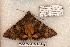  (Catocala andromache - 557-8836-260603-UT)  @15 [ ] Copyright (2008) Unspecified Research Collection of Robert J. Borth