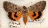  (Catocala illecta - 558-8840-060602-OK)  @15 [ ] Copyright (2008) Unspecified Research Collection of Robert J. Borth