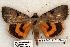  (Catocala nuptialis - 563-8842-310799-WI)  @15 [ ] Copyright (2008) Unspecified Research Collection of Robert J. Borth