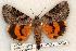  (Catocala amestris - 570-8844-070602-OK)  @15 [ ] Copyright (2008) Unspecified Research Collection of Robert J. Borth