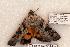  ( - 571-8844-040605-FL)  @13 [ ] Copyright (2008) Unspecified Research Collection of Robert J. Borth