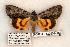  (Catocala gracilis - 580-8847-130602-AR)  @15 [ ] Copyright (2008) Unspecified Research Collection of Robert J. Borth