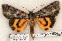  (Catocala louisae new sp - 587-8849-270504-TX)  @14 [ ] Copyright (2008) Unspecified Research Collection of Robert J. Borth