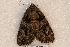  (Catocala ilia zoe - 600-8801-230603-AZ)  @12 [ ] Copyright (2008) Unspecified Research Collection of Robert J. Borth