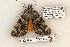  (Catocala amica - 642-8878-270503-TX)  @15 [ ] Copyright (2008) Unspecified Research Collection of Robert J. Borth