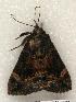  ( - 647-8444-210504-TX)  @13 [ ] Copyright (2008) Unspecified Research Collection of Robert J. Borth