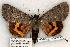  ( - 455-8779-100802-KY)  @15 [ ] Copyright (2008) Unspecified Research Collection of Robert J. Borth