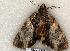  ( - 410-COI-06)  @12 [ ] Copyright (2008) Unspecified Research Collection of Robert J. Borth