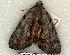  ( - 413-COI-06)  @12 [ ] Copyright (2008) Unspecified Research Collection of Robert J. Borth