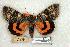  (Catocala adultera - 660-0000-000000-EU)  @15 [ ] Copyright (2008) Unspecified Research Collection of Robert J. Borth