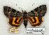  ( - 662-0000-290780-TA)  @15 [ ] Copyright (2008) Unspecified Research Collection of Robert J. Borth
