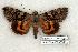  ( - 663-0000-000000-EU)  @14 [ ] Copyright (2008) Unspecified Research Collection of Robert J. Borth