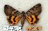  ( - 676-0000-000000-EU)  @14 [ ] Copyright (2008) Unspecified Research Collection of Robert J. Borth