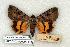  ( - 677-0000-000000-EU)  @13 [ ] Copyright (2008) Unspecified Research Collection of Robert J. Borth