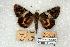  (Catocala dueteronympha - 680-0000-151139-JA)  @14 [ ] Copyright (2008) Unspecified Research Collection of Robert J. Borth