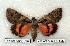  ( - 685-0000-000000-EU)  @14 [ ] Copyright (2008) Unspecified Research Collection of Robert J. Borth