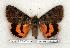  ( - 692-0000-000000-EU)  @14 [ ] Copyright (2008) Unspecified Research Collection of Robert J. Borth